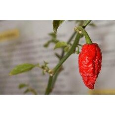 World Hottest Chili Pepper Bhut Jolokia Seeds - 5 seed ( REAL SEED )