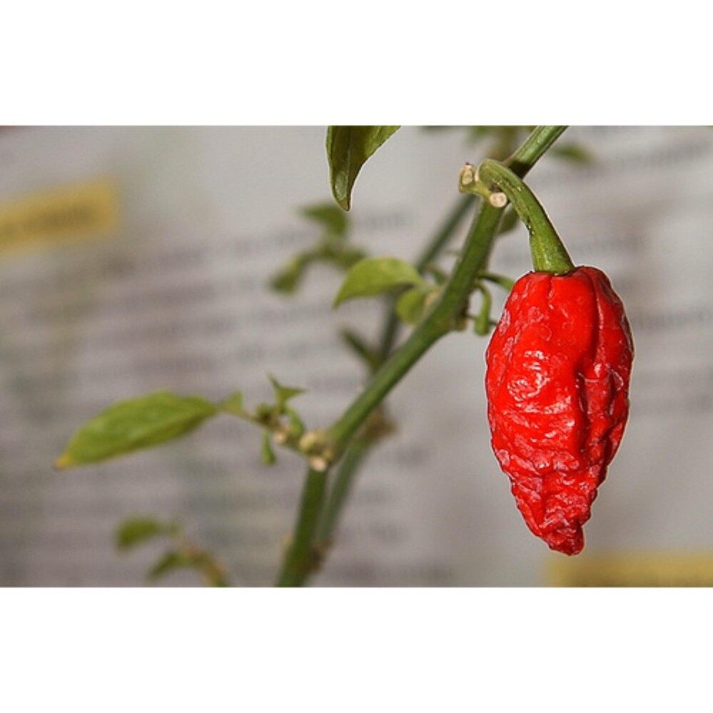 World Hottest Chili Pepper Bhut Jolokia Seeds - 5 seed ( REAL SEED )